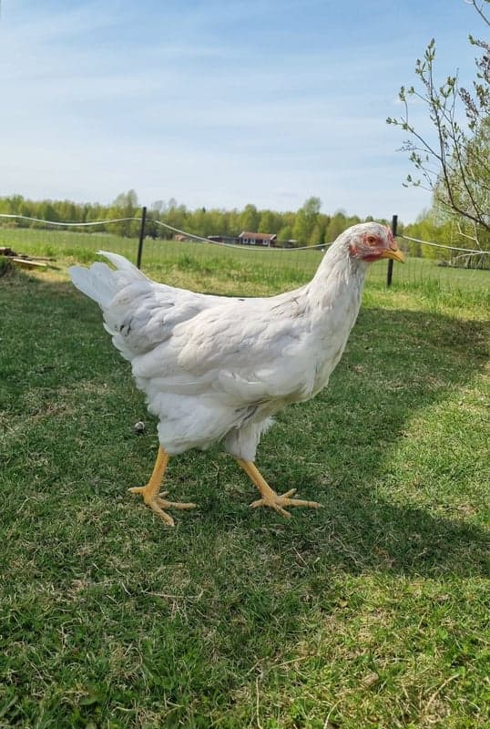 Vitsippa
