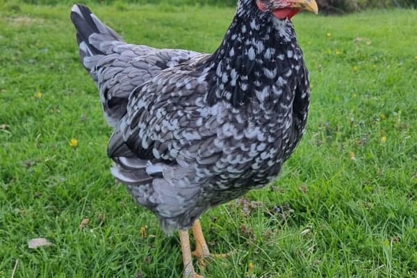 Lilja