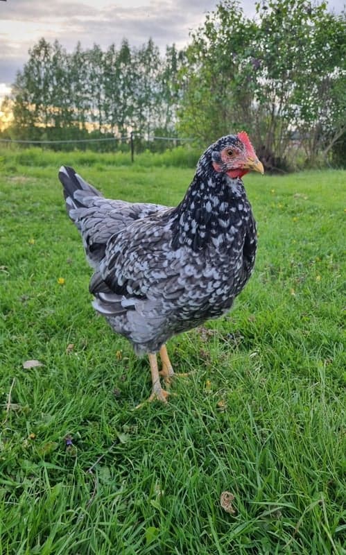 Lilja